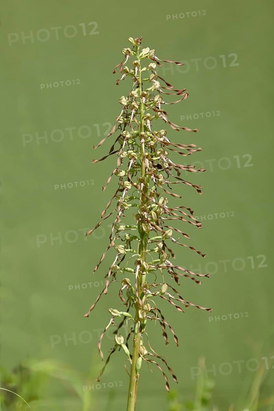 Lizard orchid (Himantoglossum hircinum)
