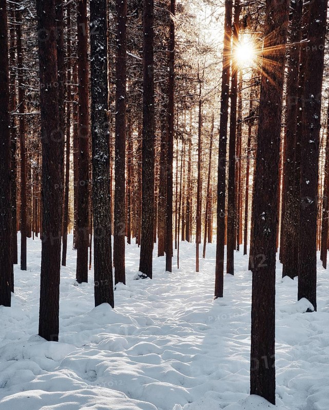 Sun star in coniferous forest with snow
