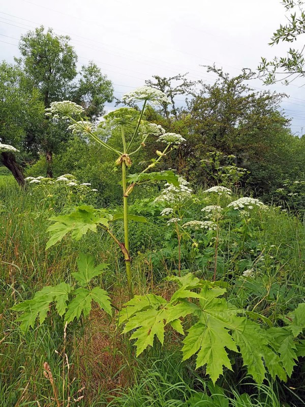 Giant hogweed (Heracleum mantegazzianum)