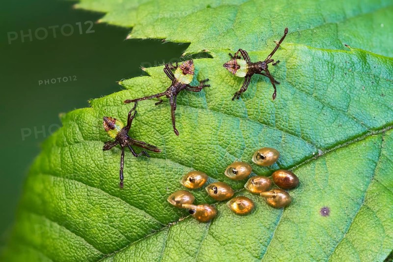 Box bug (Gonocerus acuteangulatus)