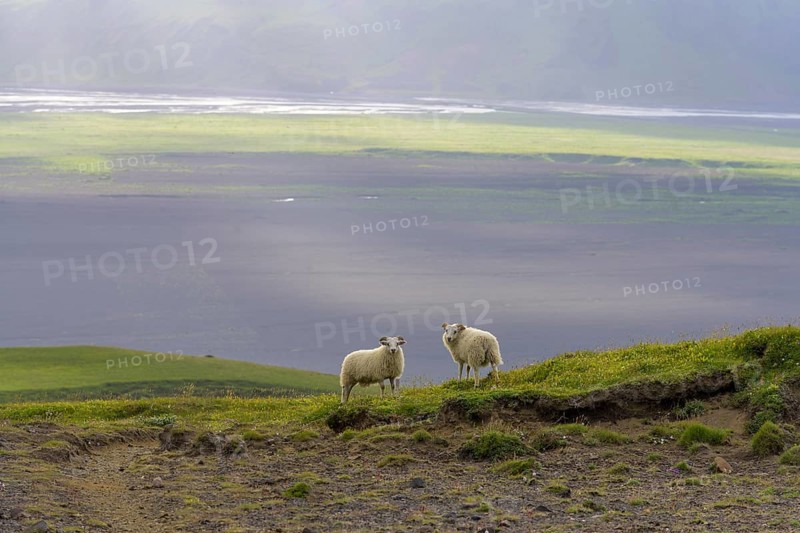 Sheep at Hjoerleifshoefdi (Viking grave)