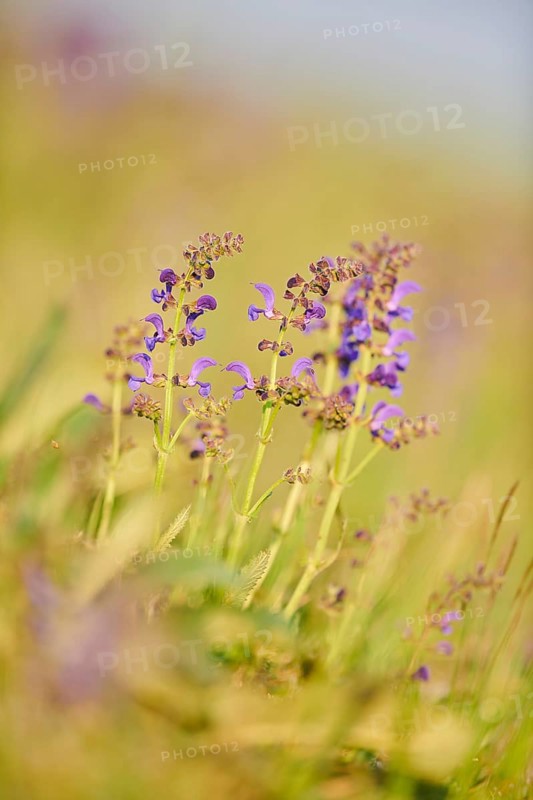 Meadow clary (Salvia pratensis) blooming in a meadow