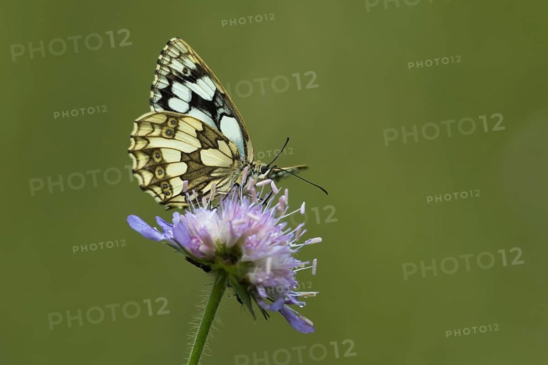 Marbled white (Melanargia galathea) on Field scabious (Knautia arvensis)