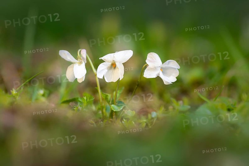 White wood violet (Viola alba) in a meadow