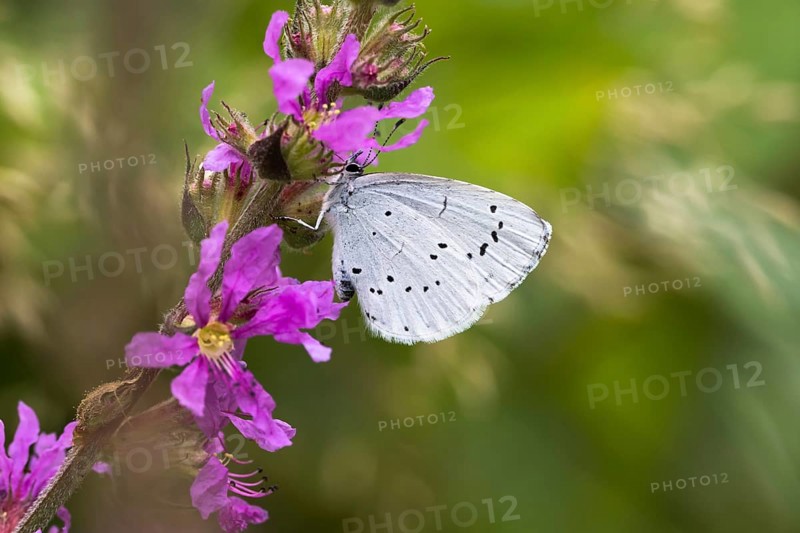 Holly Blue (Celastrina argiolus) on Purple loosestrife (Lythrum salicaria)
