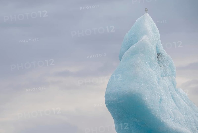Seagull on iceberg