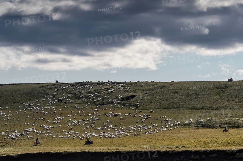 Domestic sheep (Ovis aries)