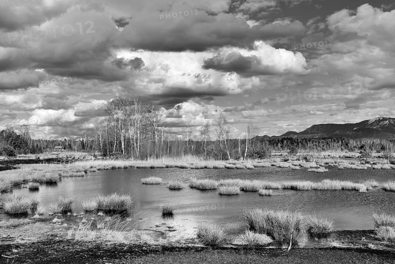 Pond with pond rushes (Schoenoplectus lacustris) in mire landscape