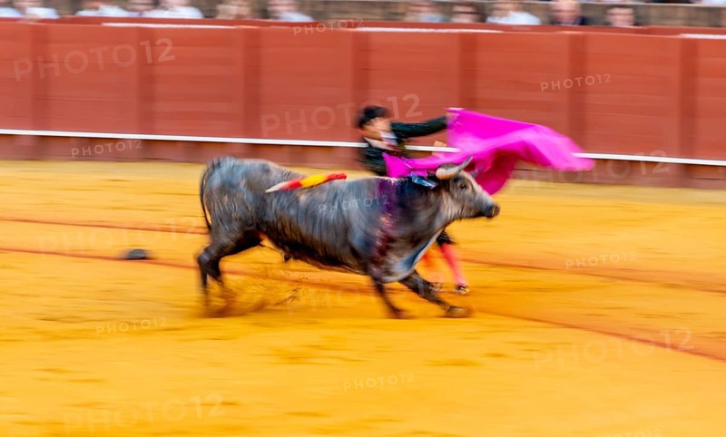 Banderillero with capa with running bull