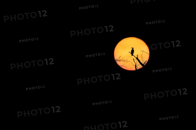 Great cormorant (Phalacrocorax carbo) Cormorant in front of the setting sun
