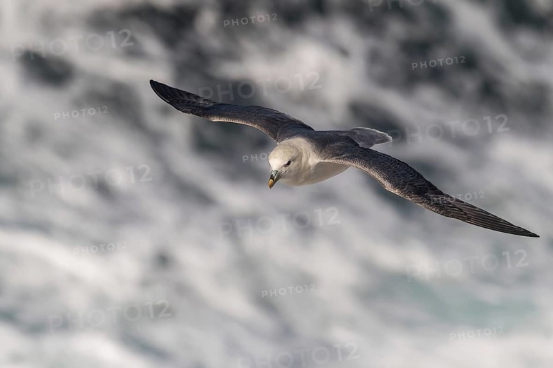 Northern fulmar (Fulmarus glacialis) in flight