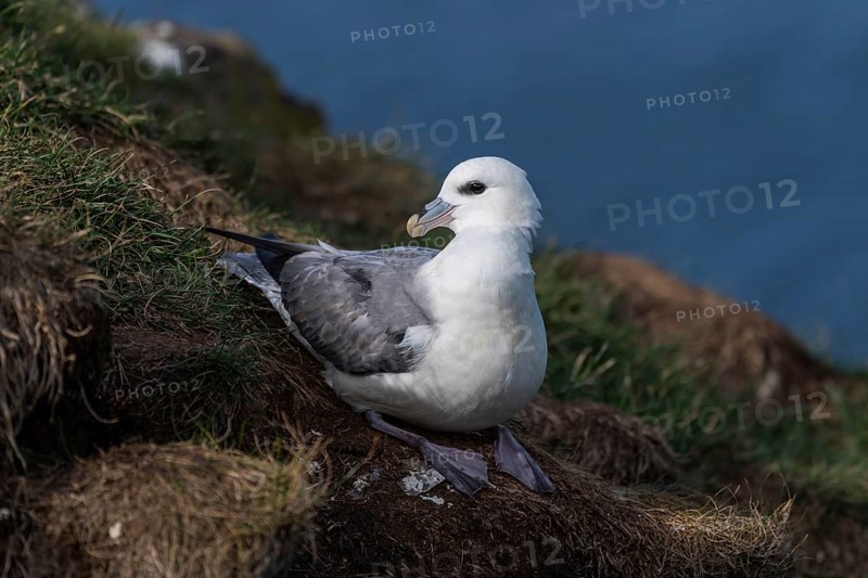 Breeding Northern fulmar (Fulmarus glacialis) in flight