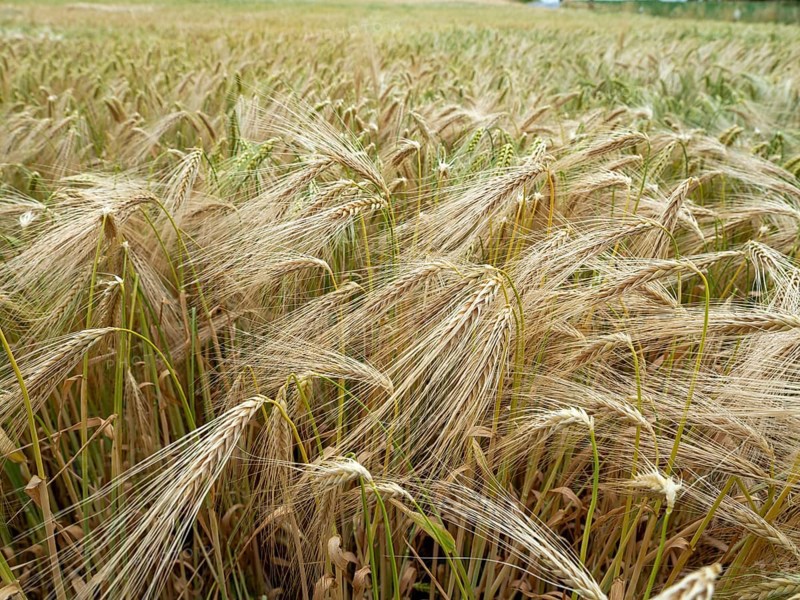 Grain field in the Rundlingsdorf Meuchelfitz