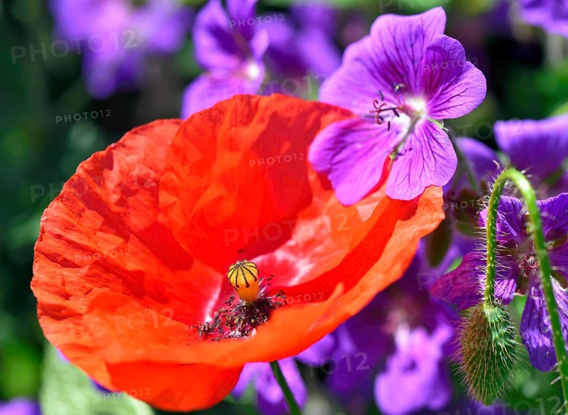 Flowering poppy flower (Papaver rhoeas) and meadow stork's beak (Geranium pratense)