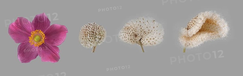 Chinese anemone (Anemone hupehensis)