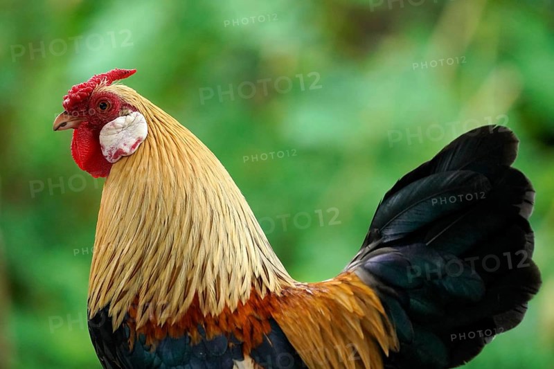 Bantam