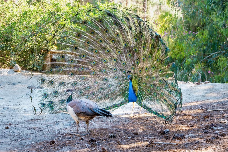 Peacock Indian peafowl (Pavo cristatus) beats wheel in front of female