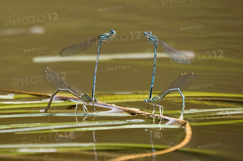 Azure damselflies (Coenagrion puella) laying eggs
