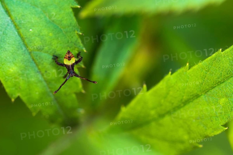 Box bug (Gonocerus acuteangulatus)