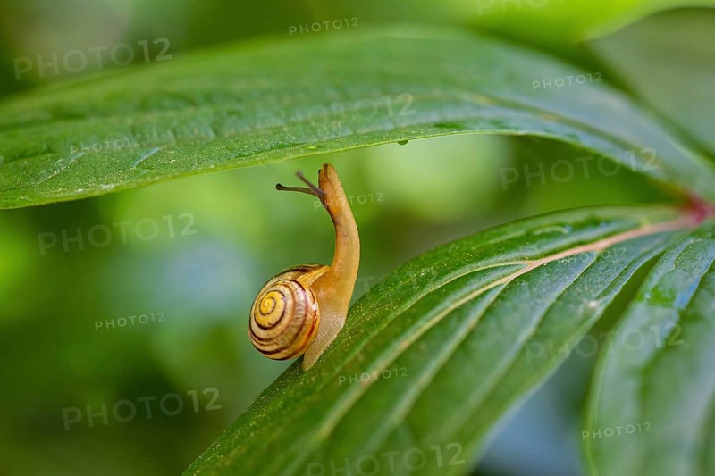 Grove snail (Cepaea nemoralis)
