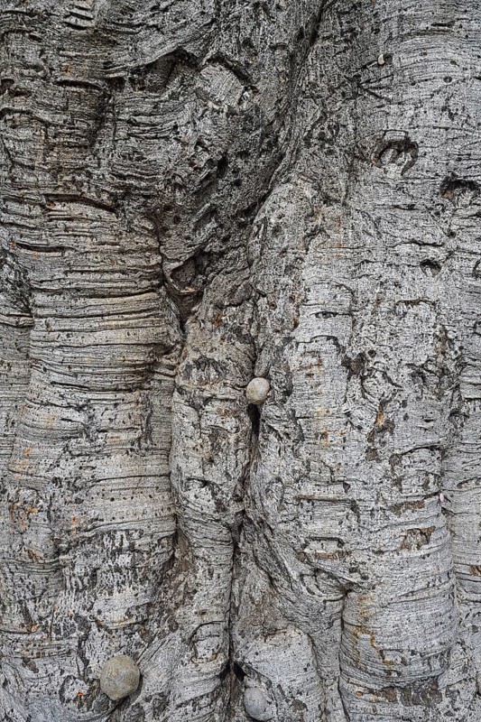 Bark