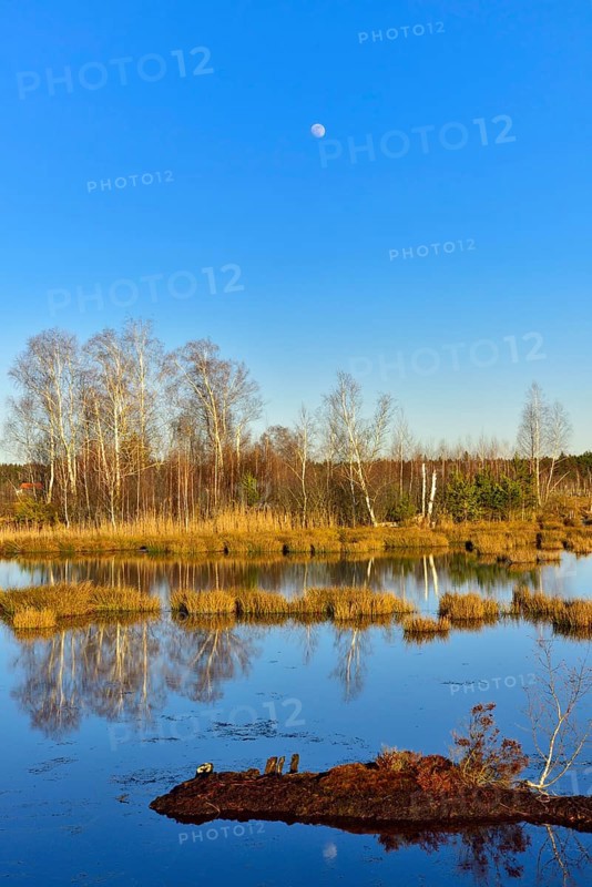 Bog pond with common Common Club-rushes (Schoenoplectus lacustris) and group of trees Common pine (Pinus sylvestris) and Downy birch (Betula pubescens) Grundbeckenmoor Raubling