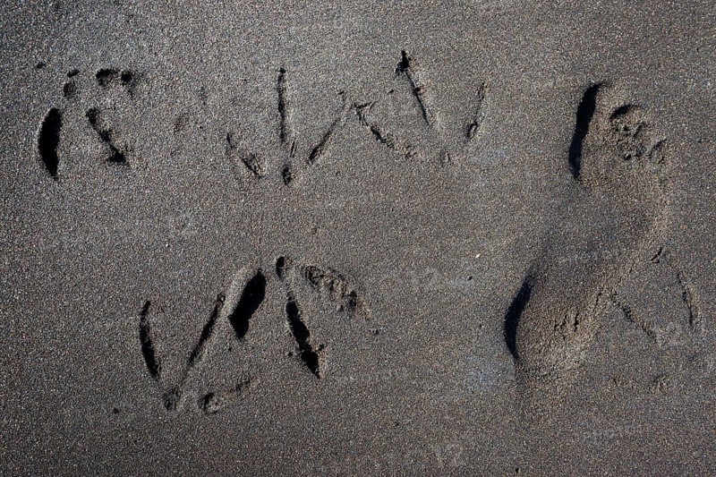 Prints of kittiwakes and foot sole
