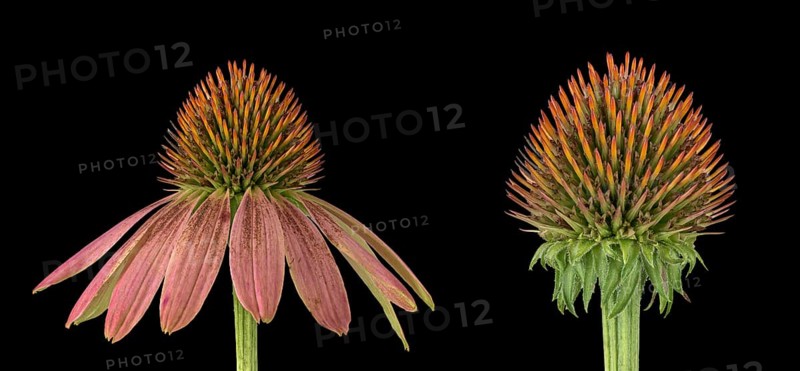 Red coneflower (coneflower (Echinacea)