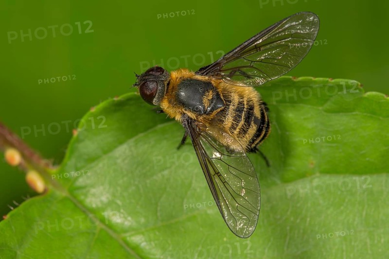 Hottentot fly (Villa hottentotta) sunning itself on a leaf
