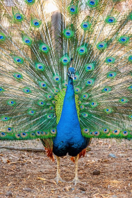 Peacock Indian peafowl (Pavo cristatus) beats wheel