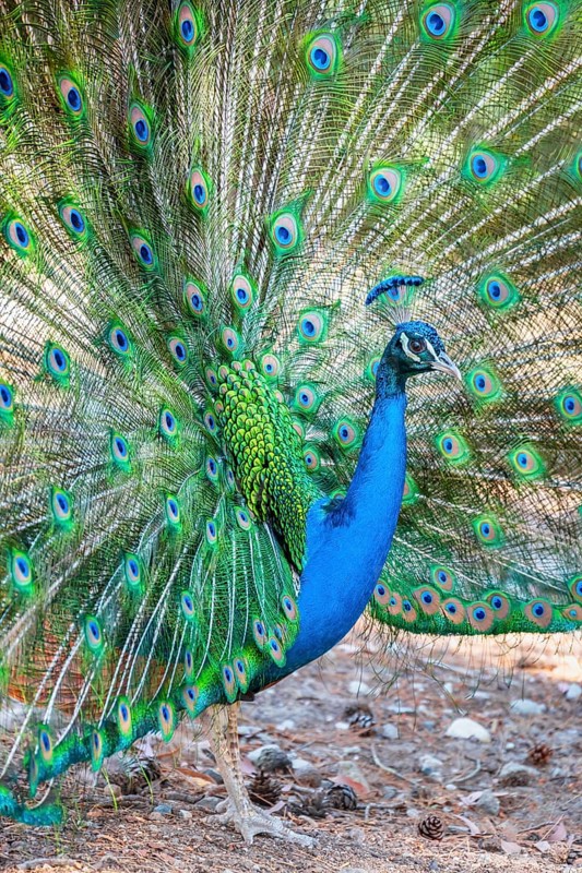 Peacock Indian peafowl (Pavo cristatus) beats wheel