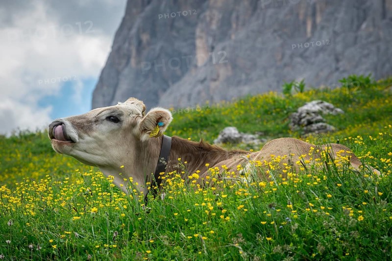 Tyrolean grey cattle on a pasture