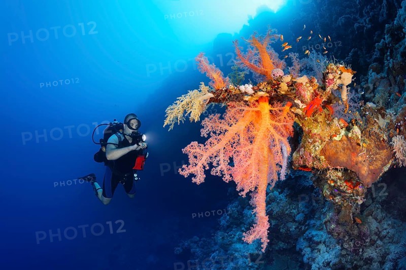 Diver with lamp looking at large Klunzinger's Soft Coral (Dendronephthya klunzingeri) on steep wall in backlight of sun