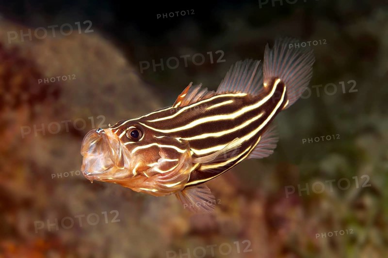 Six-lined soapfish (Grammistes sexlineatus) with open mouth