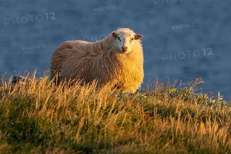 Domestic sheep (Ovis aries) in the evening light