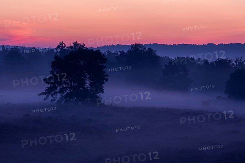 Common Heather (Calluna vulgaris) in the morning mist
