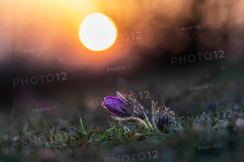 Common Pasque flower (Pulsatilla) at sunset vulgaris