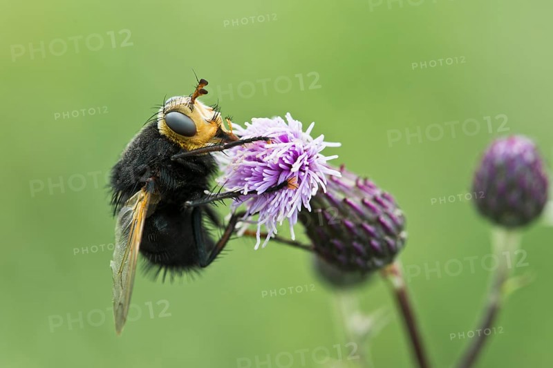 Giant tachinid fly (Tachina grossa)