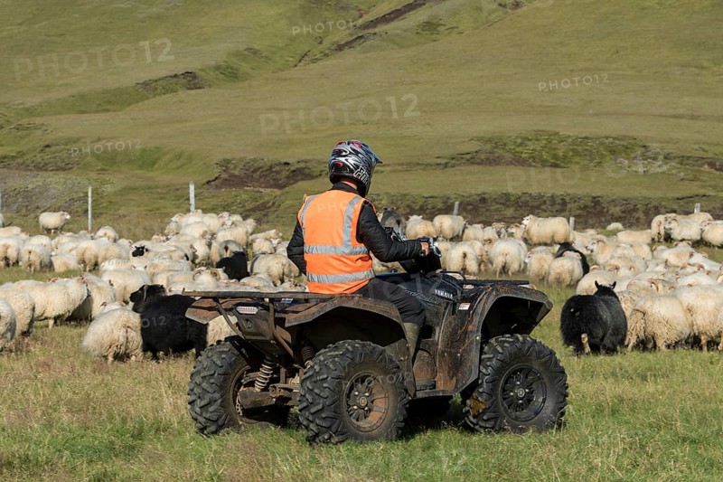 Domestic sheep (Ovis aries)
