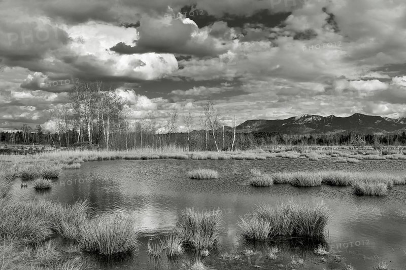 Pond with pond rushes (Schoenoplectus lacustris) in mire landscape