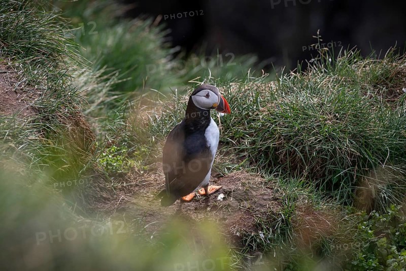Puffin (Fratercula arctica)