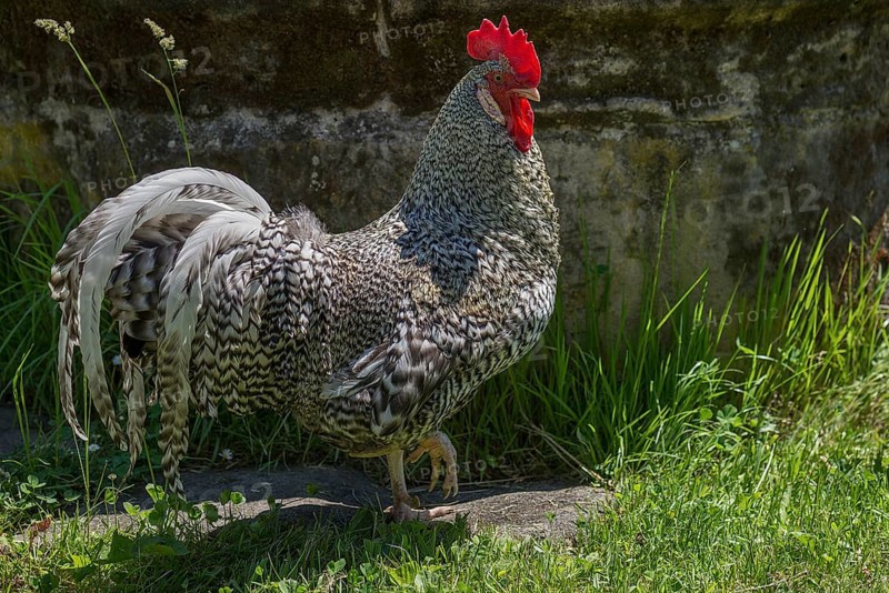 Rooster junglefowl (Gallus) in the Franconian Open Air Museum