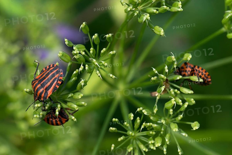 Italian striped-bugs (Graphosoma italicum) on a goutweed flower Ground elder (Aegopodium podagraria)