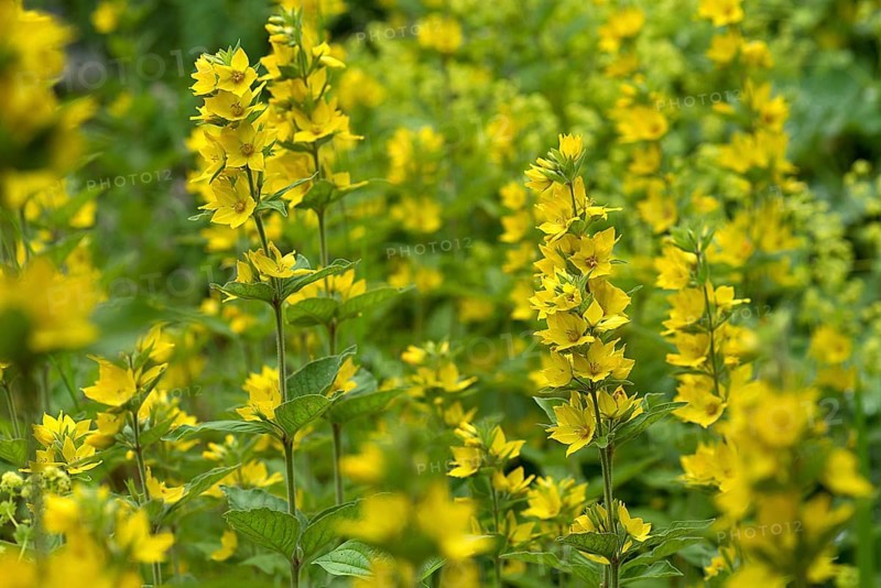 Flowering loosestrife (Lysimachia vulgaris)