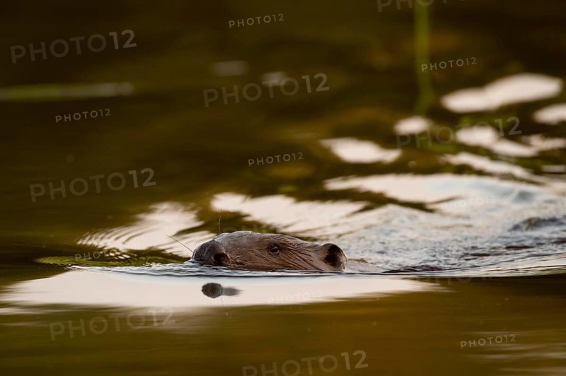 Beaver European beaver (Castor fiber) swimming in the water