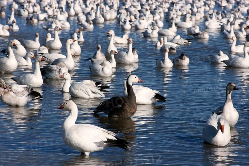 Snow Goose (Anser caerulescens atlanticus) Aggregation in the low water of a lake
