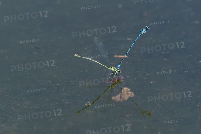 Azure damselfly (Coenagrion puella) laying eggs
