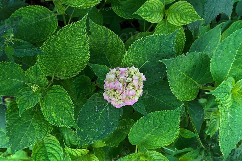 Leaves with a hydrangea (Hydrangea) flower
