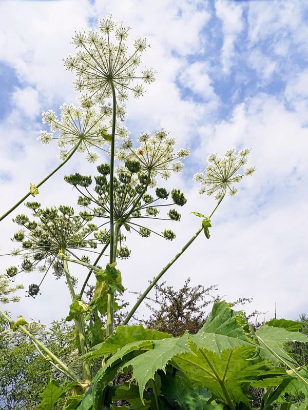 Giant hogweed (Heracleum mantegazzianum)