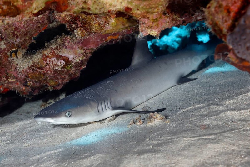 Juvenile whitetip reef shark (Triaenodon obesus) lying under coral block in sand